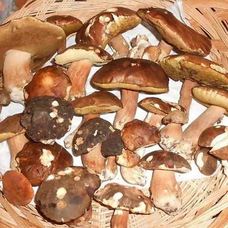 Domus Maria בית הארחה *